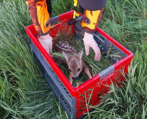 Kitz in Transportbox