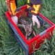 Kitz in Transportbox