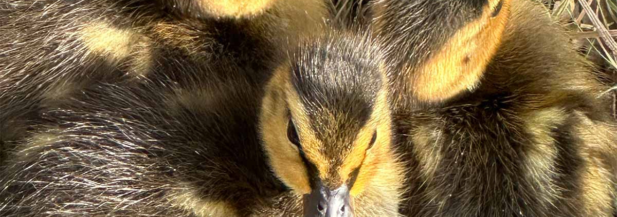 Nilgans Kücken