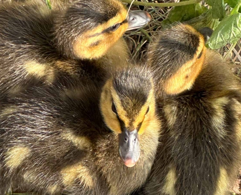 Nilgans Kücken