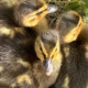 Nilgans Kücken