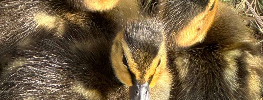 Nilgans Kücken