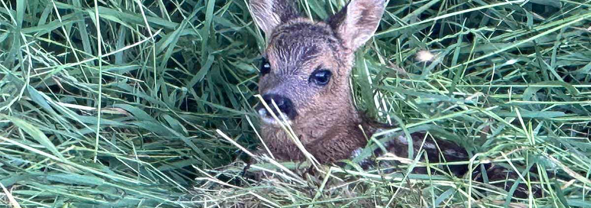 Rehkitz im Gras