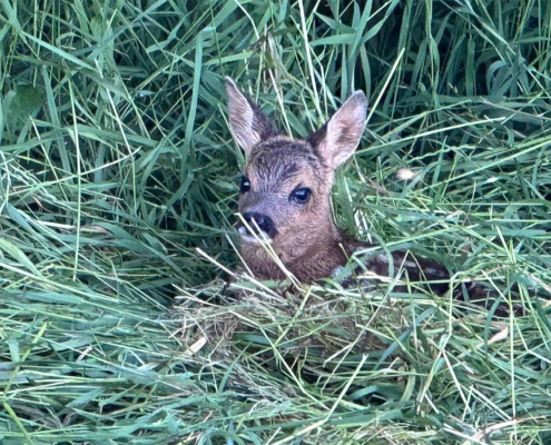 Rehkitz im Gras