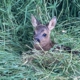 Rehkitz im Gras