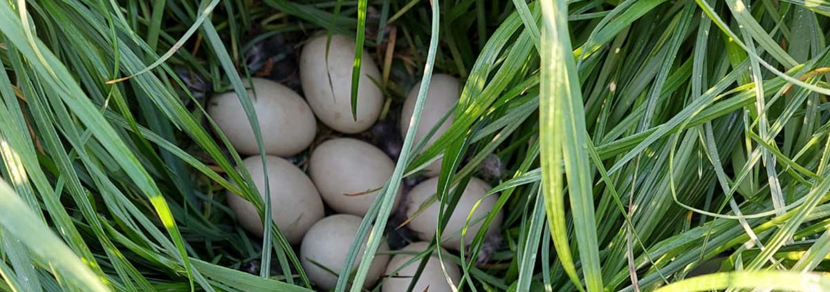 Tier Eier im Gras