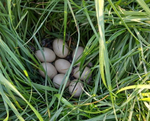 Tier Eier im Gras