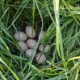 Tier Eier im Gras