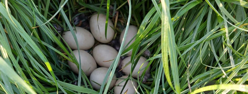 Tier Eier im Gras