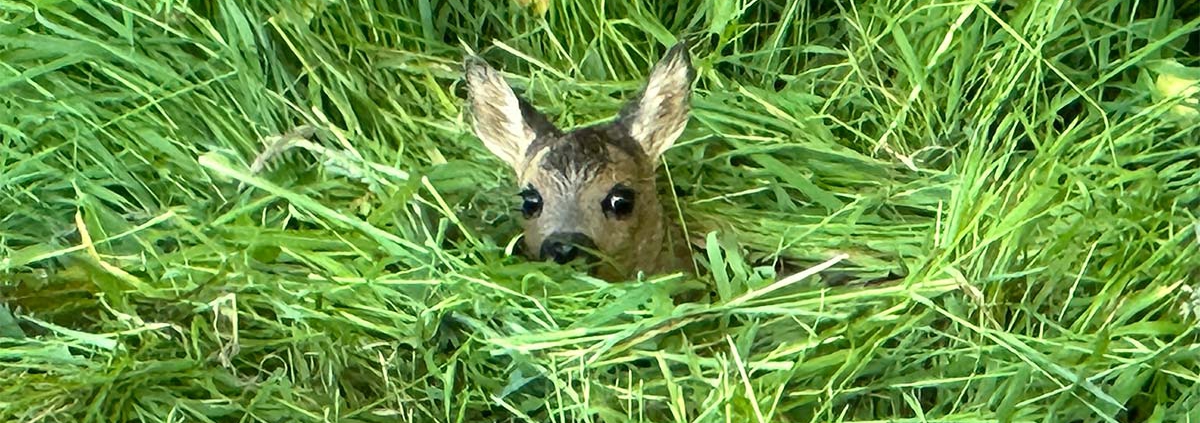 Rehkitz versteckt im Gras