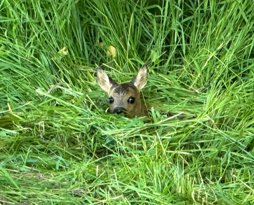 Rehkitz versteckt im Gras