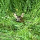 Rehkitz versteckt im Gras
