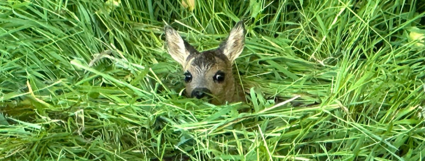 Rehkitz versteckt im Gras